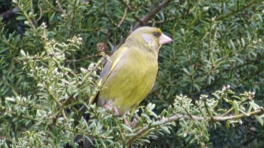 European Greenfinch - ML617223657