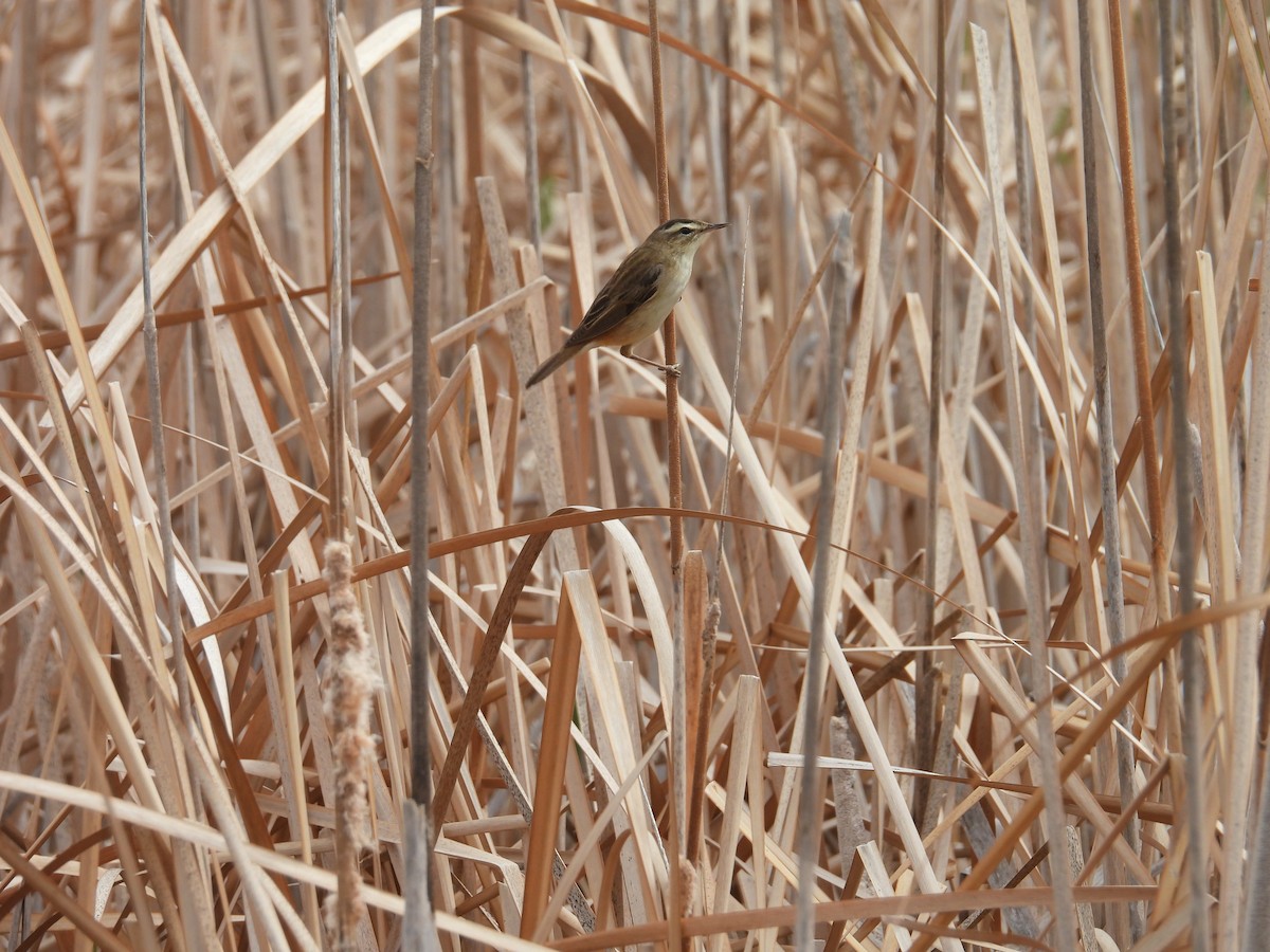 Sedge Warbler - ML617223662