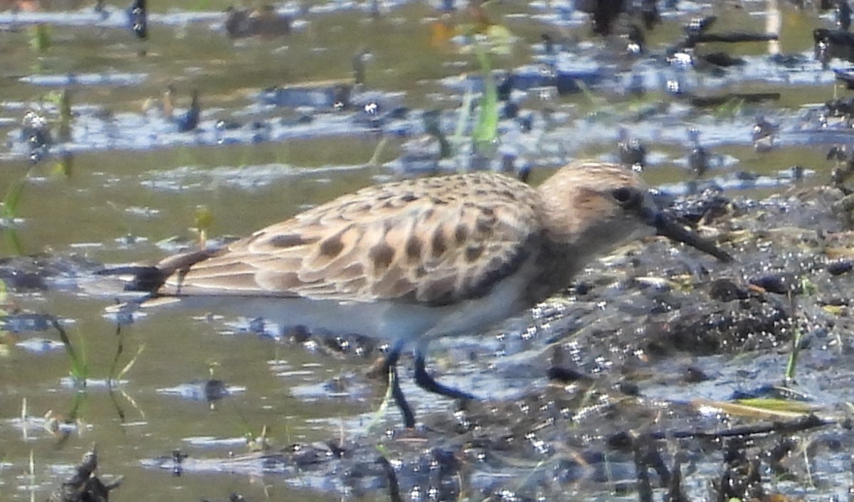 Baird's Sandpiper - ML617223688