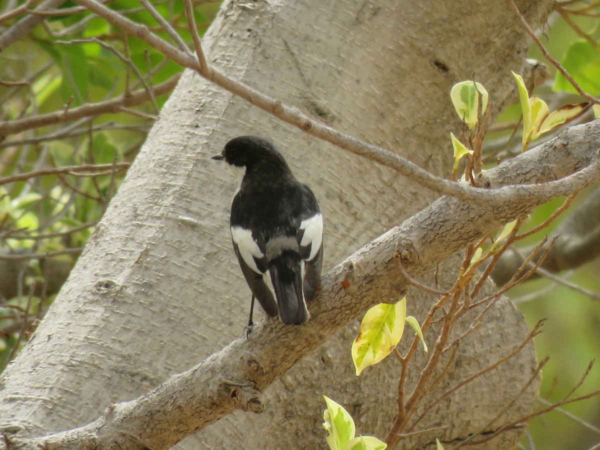 European Pied Flycatcher - ML617223705