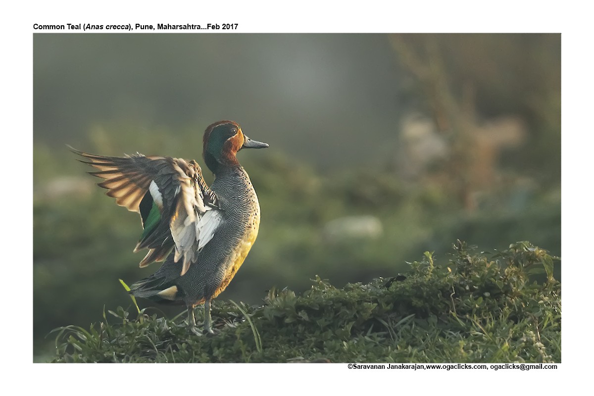 Green-winged Teal - Saravanan Janakarajan