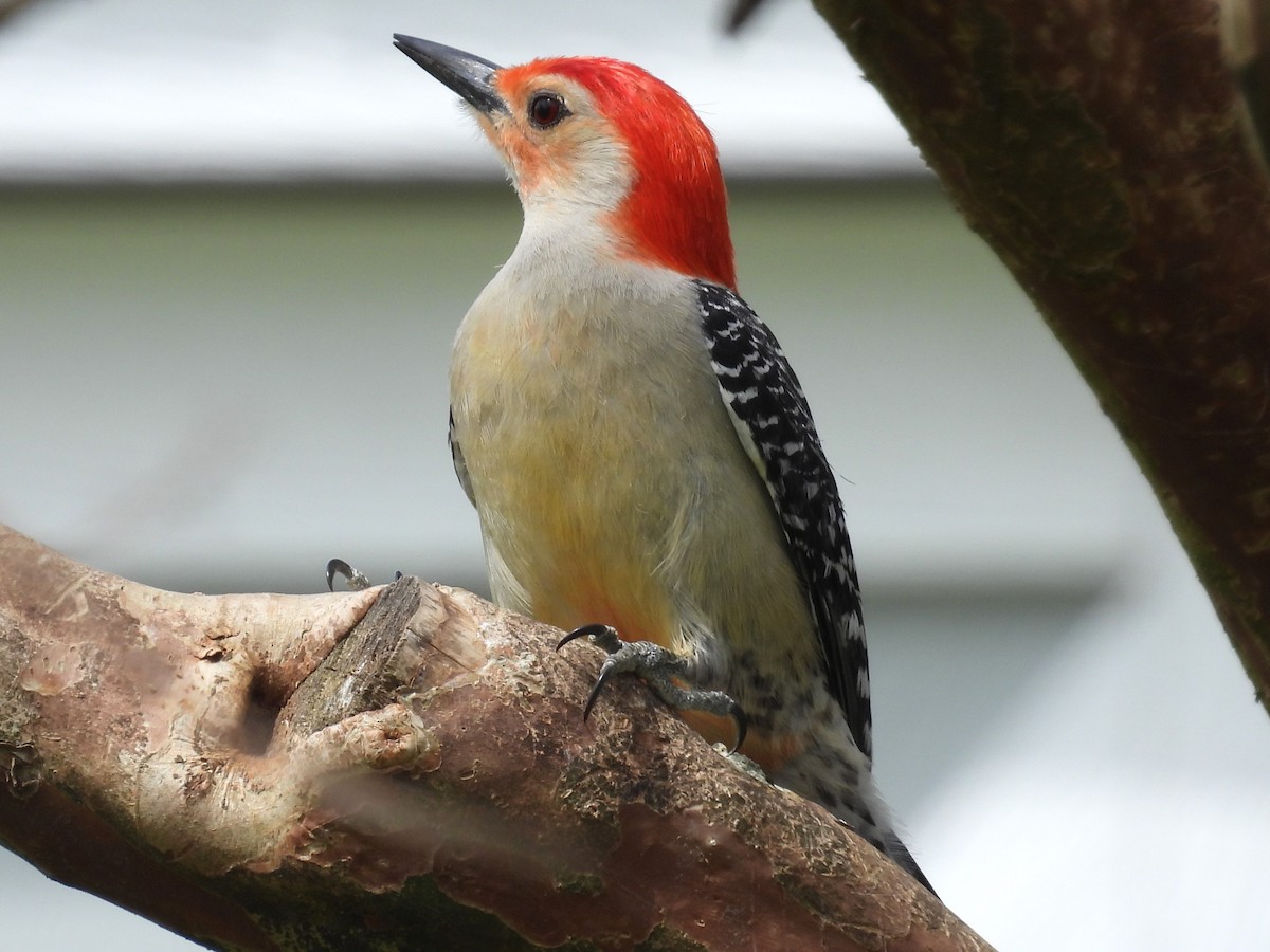 Red-bellied Woodpecker - Rose Ryan