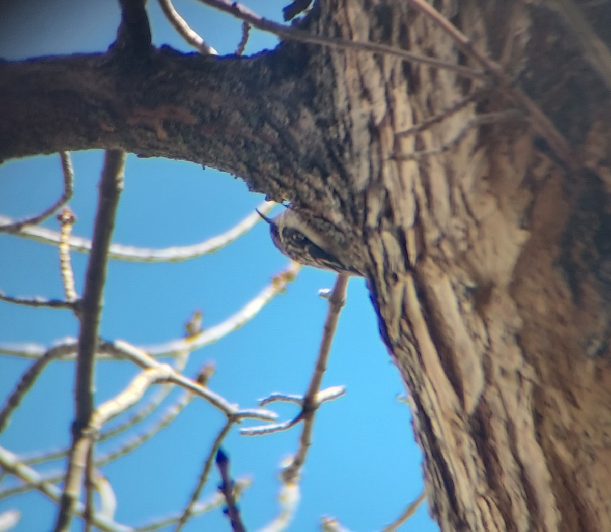 Brown Creeper - ML617223791