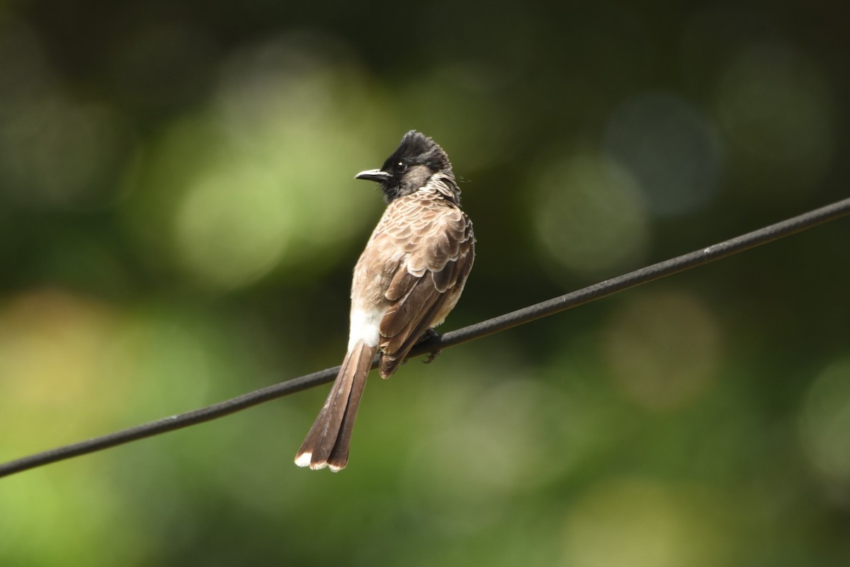 Red-vented Bulbul - ML61722381