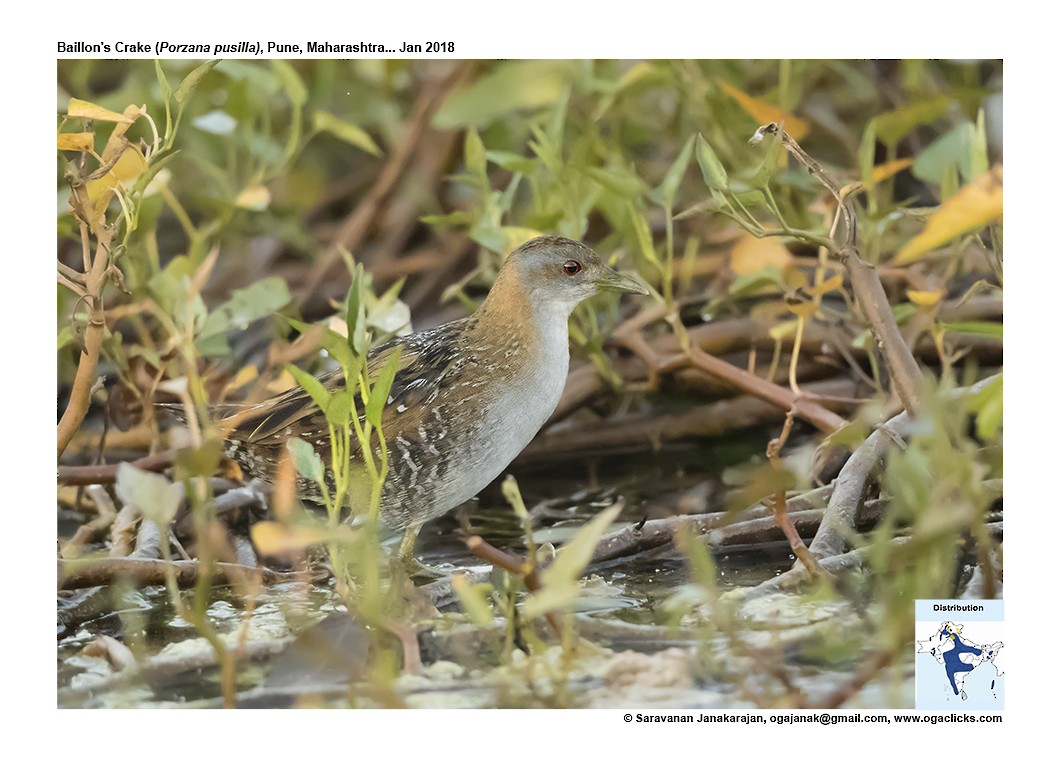 Baillon's Crake - ML617223819