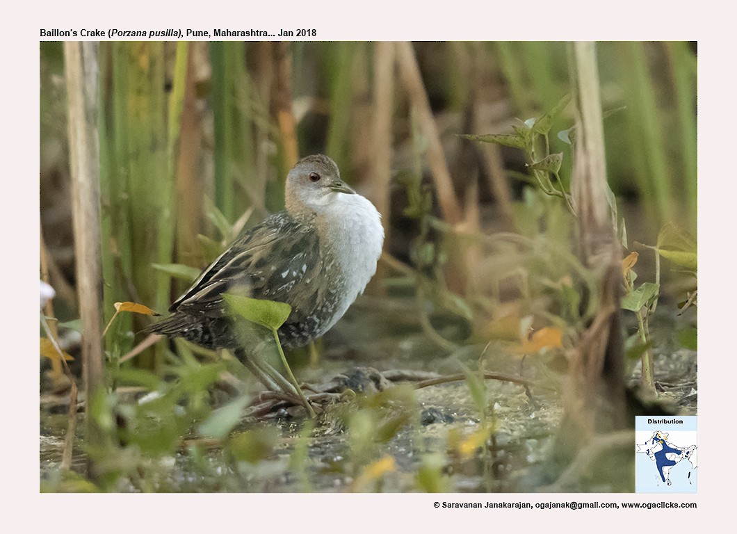 Baillon's Crake - ML617223821