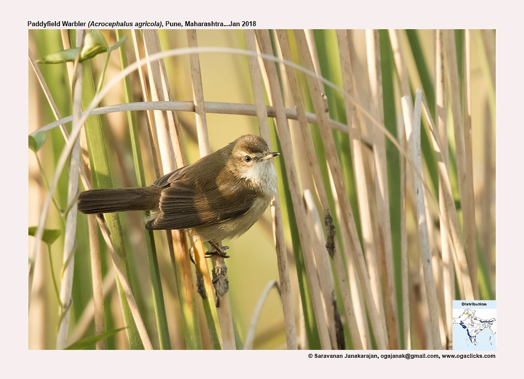 Paddyfield Warbler - Saravanan Janakarajan