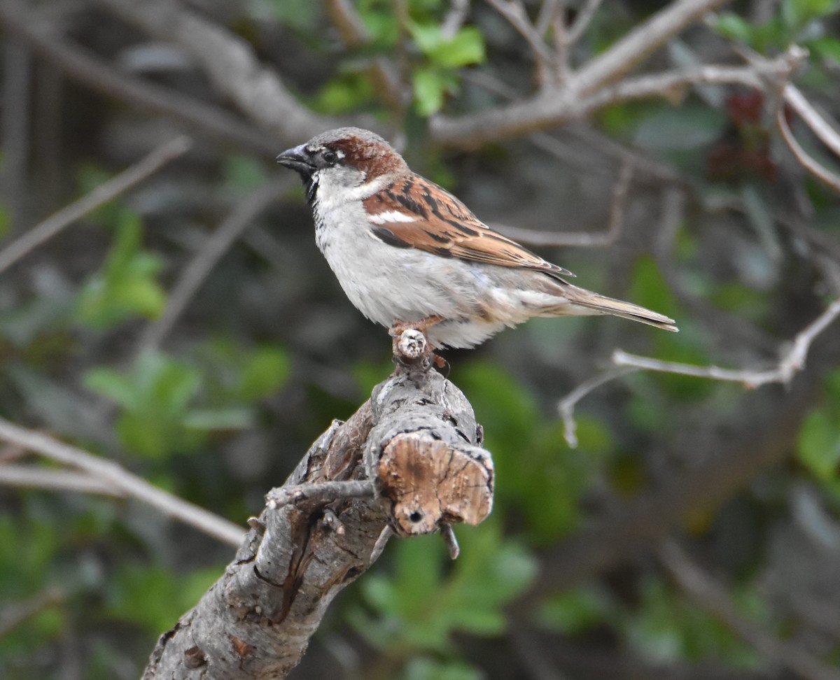 House Sparrow - ML617223872