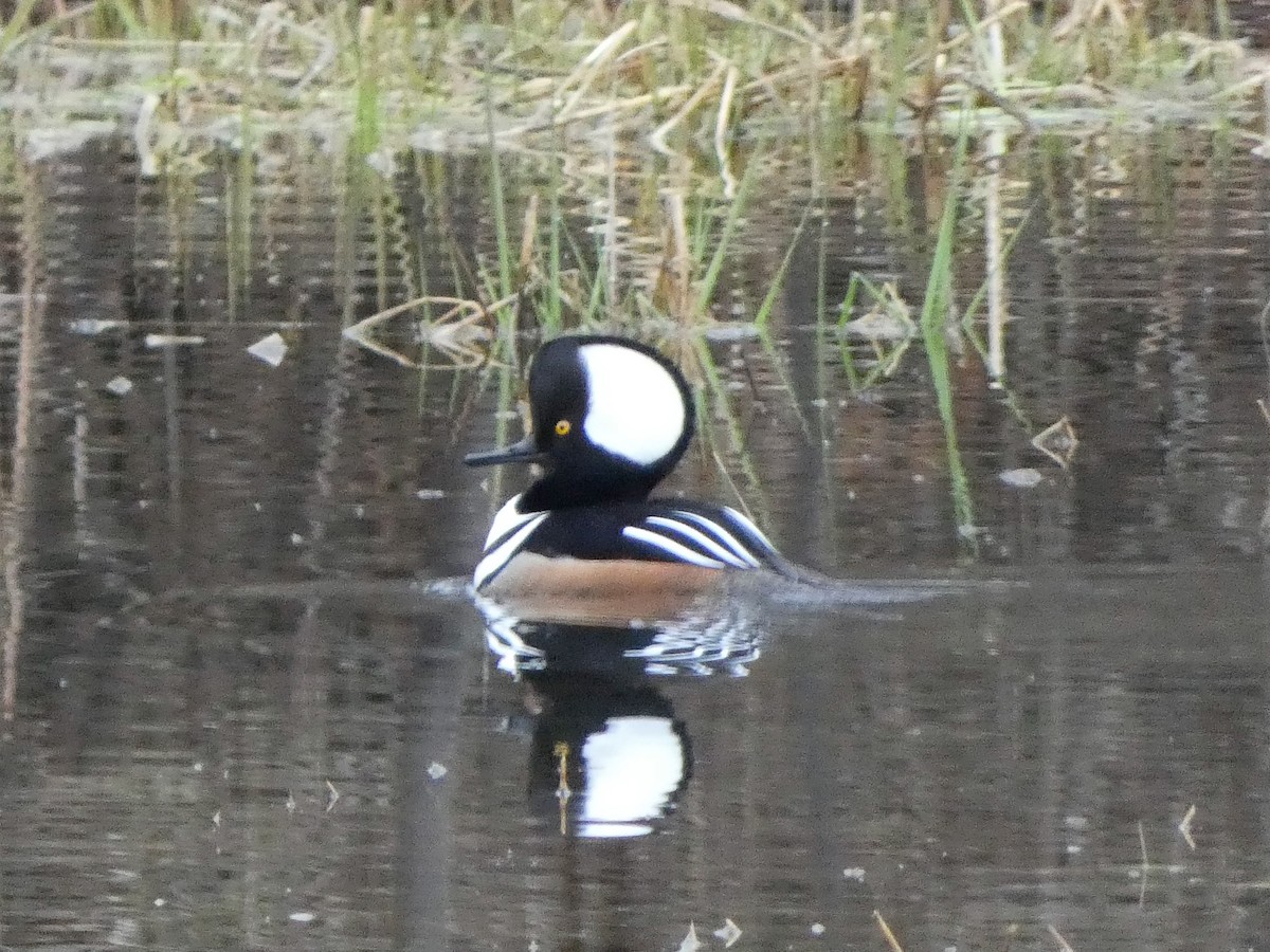 Hooded Merganser - Larry Morin