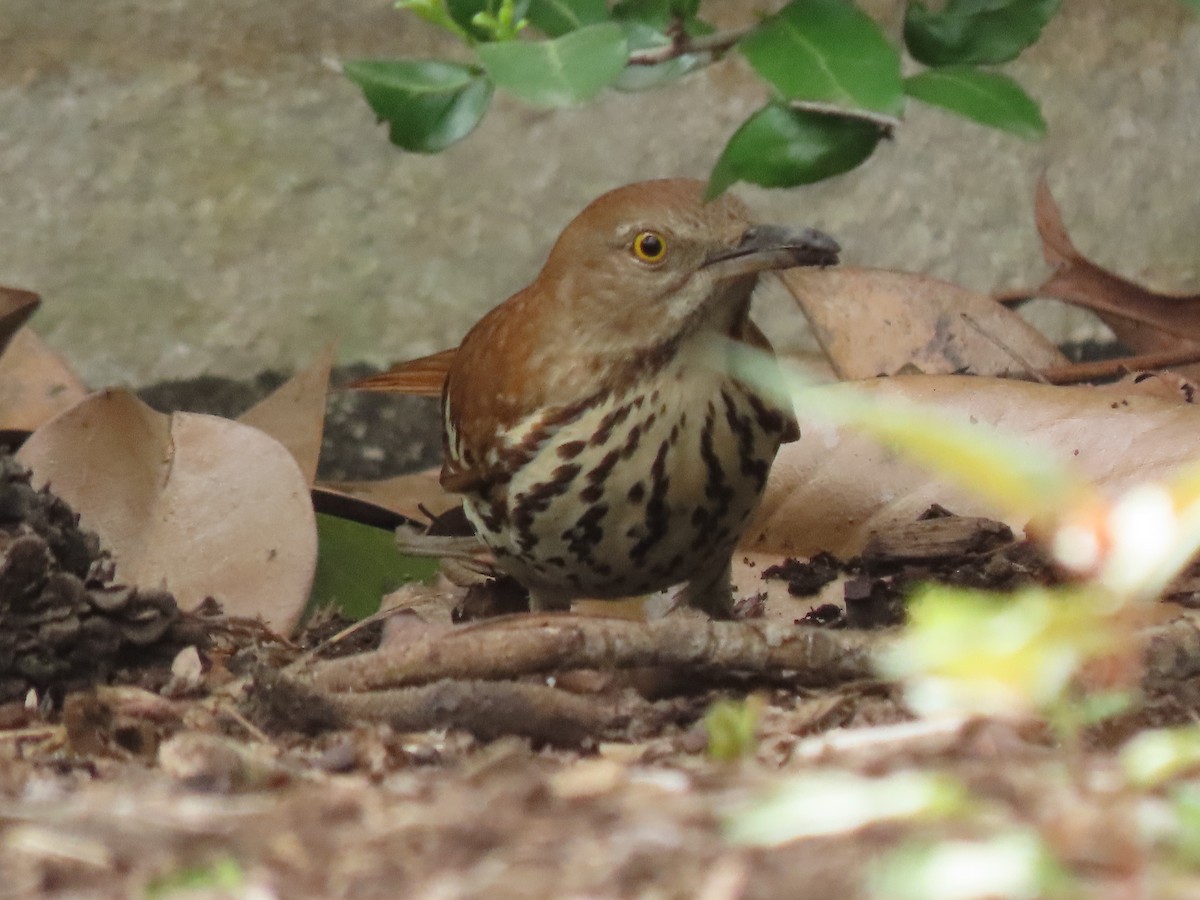 Brown Thrasher - ML617223917