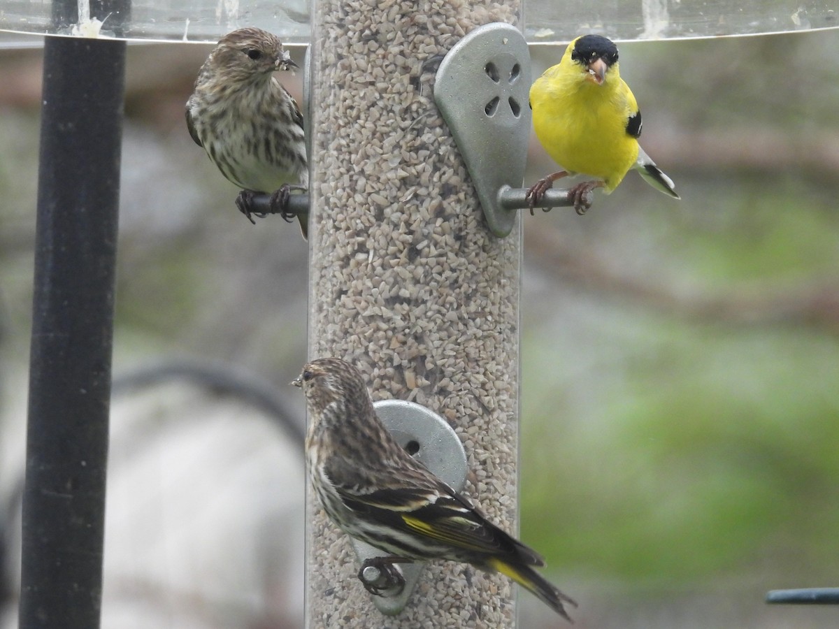 Pine Siskin - Rose Ryan