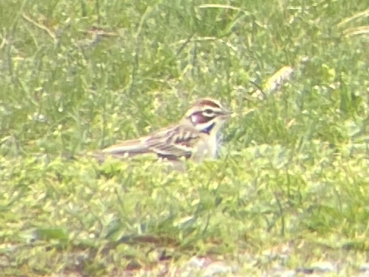 Lark Sparrow - ML617223960