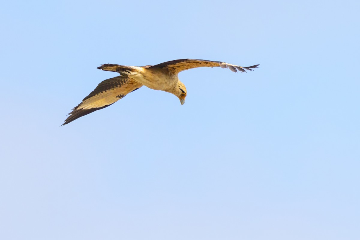 Yellow-headed Caracara - Sandy & Bob Sipe