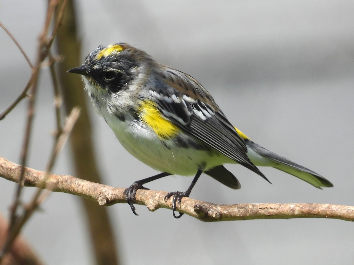 Yellow-rumped Warbler - Rose Ryan