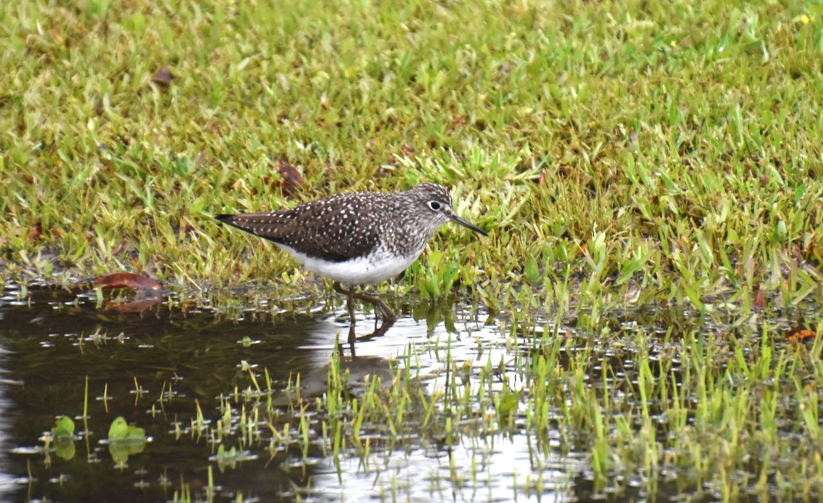 Solitary Sandpiper - ML617224029