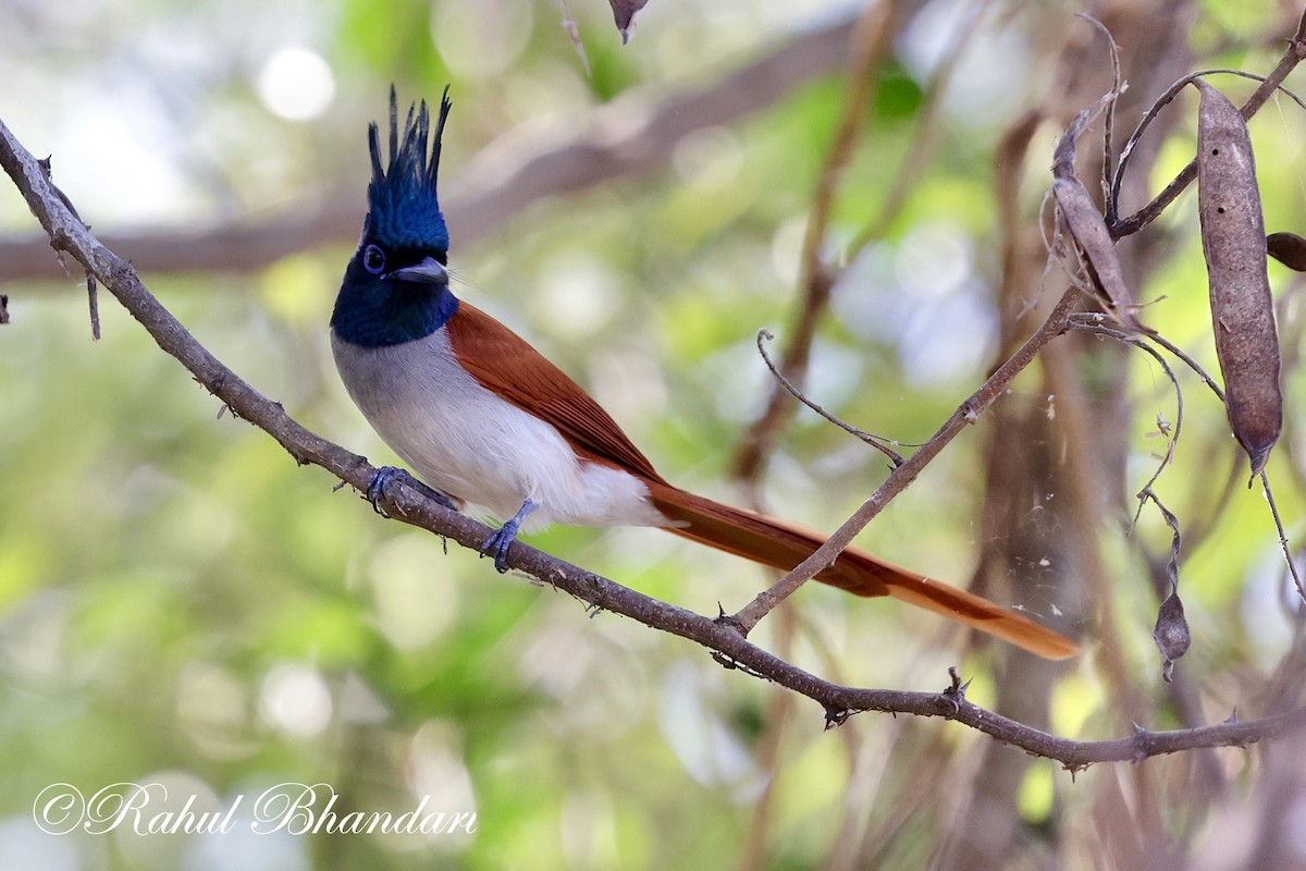 Indian Paradise-Flycatcher - ML617224037