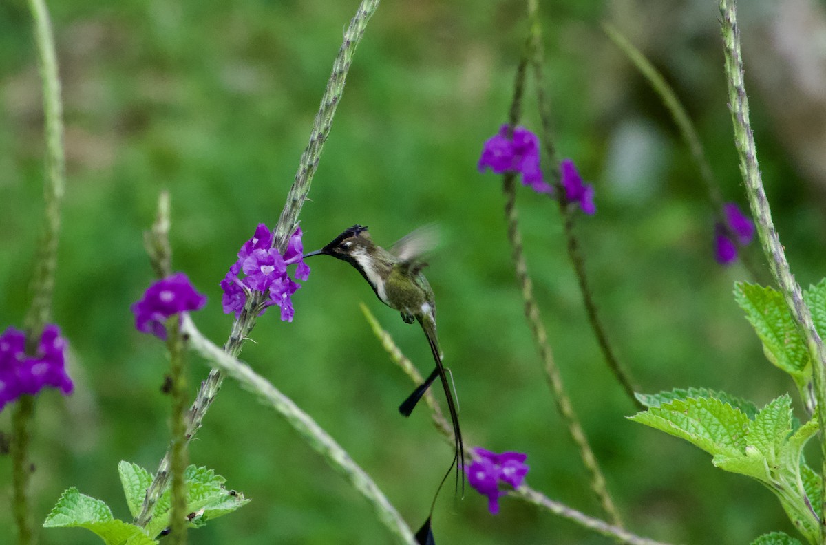 kolibřík podivuhodný - ML617224057