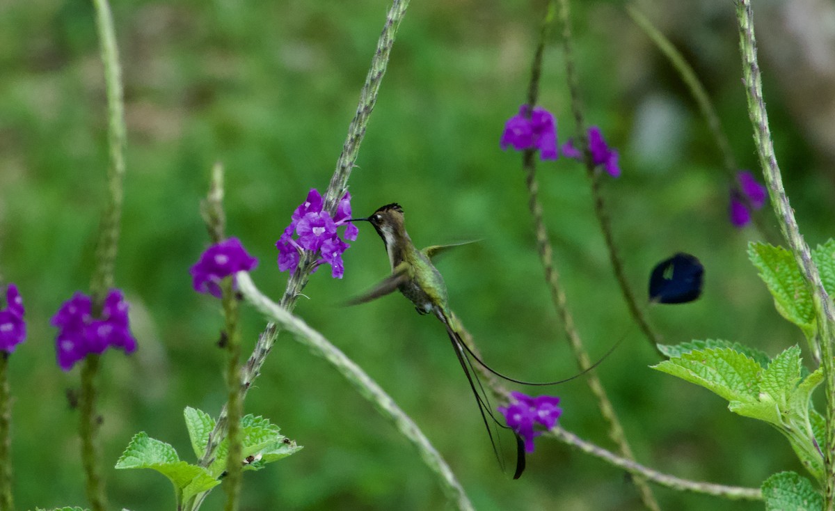 kolibřík podivuhodný - ML617224059