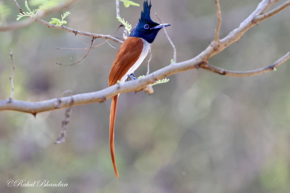 Indian Paradise-Flycatcher - ML617224106