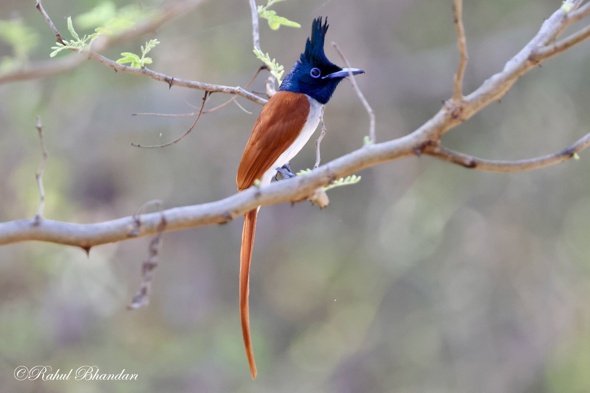 Indian Paradise-Flycatcher - ML617224110