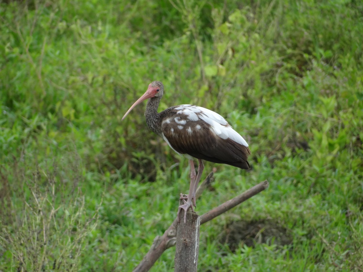 ibis bílý - ML617224133