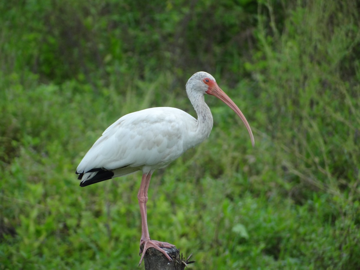 ibis bílý - ML617224134