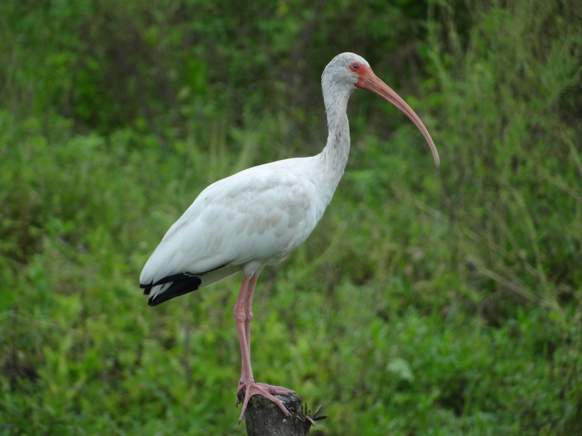 ibis bílý - ML617224137