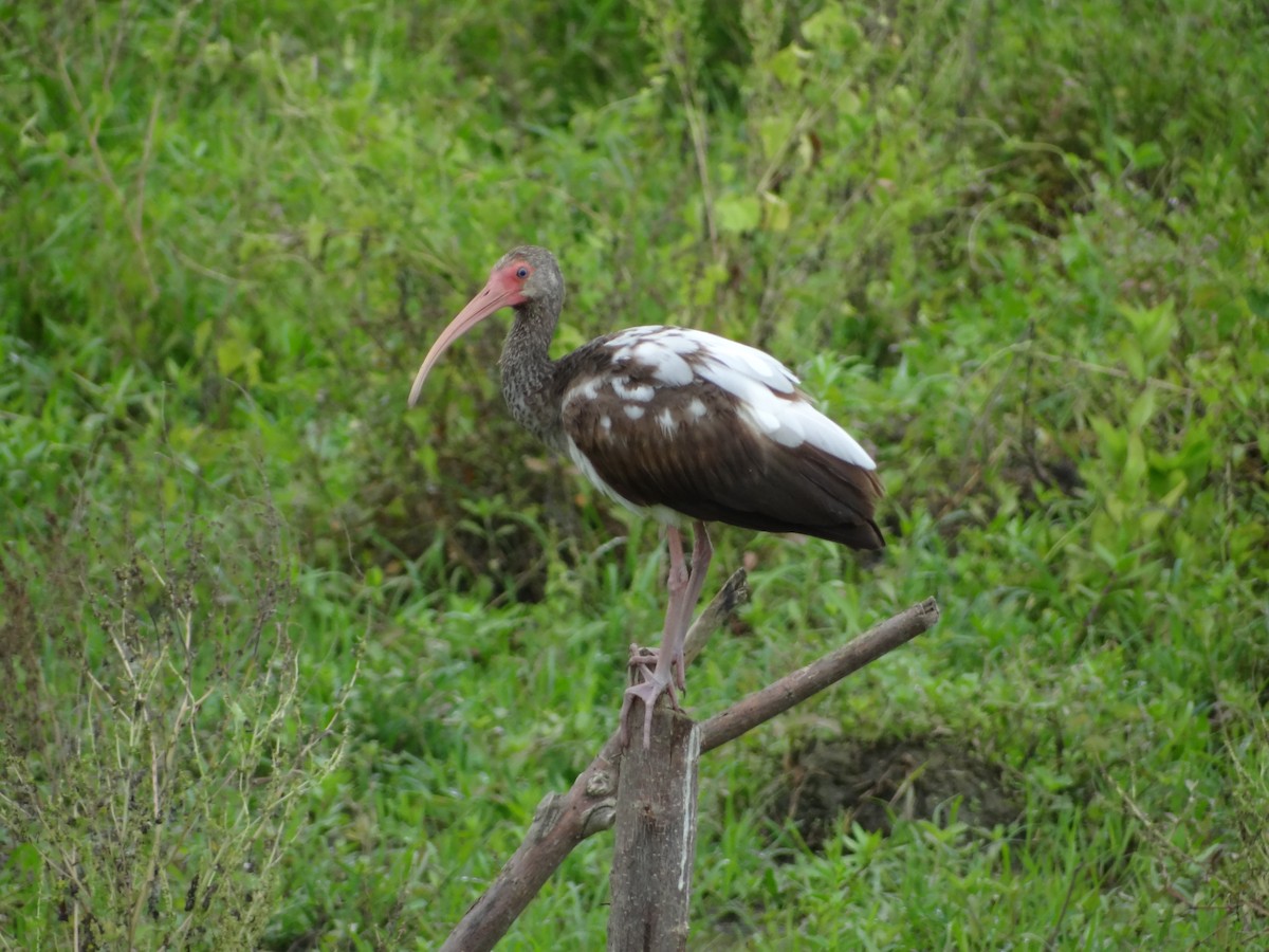 ibis bílý - ML617224138