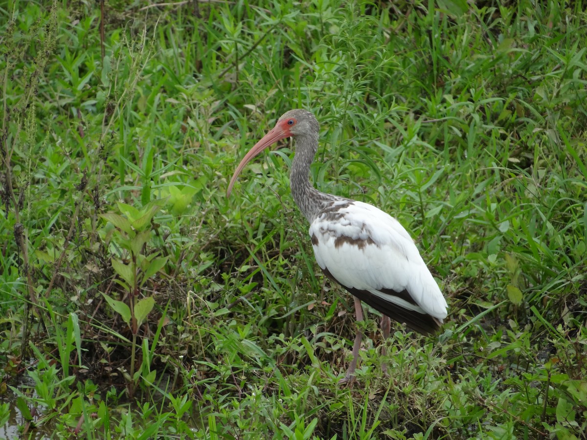 ibis bílý - ML617224139