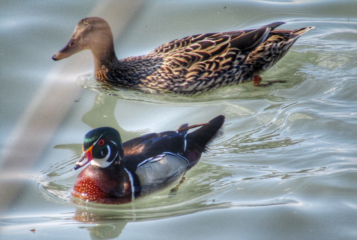 Wood Duck - emily gorda