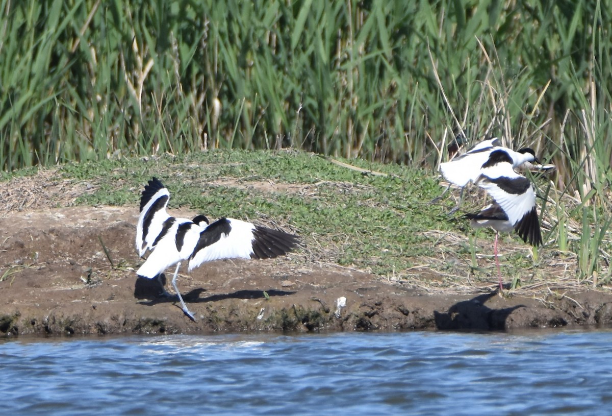 Pied Avocet - Jaume Lopez Puigbó