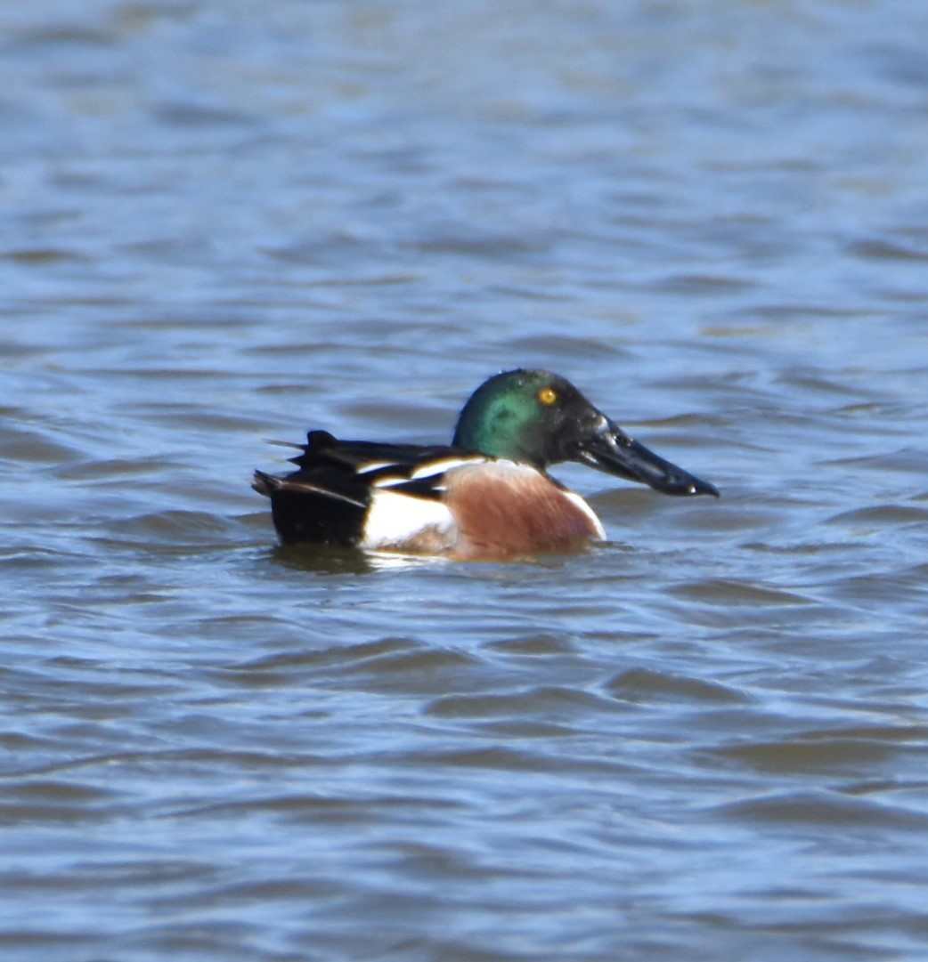 Northern Shoveler - ML617224252