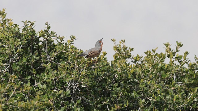 Eastern Subalpine Warbler - ML617224320