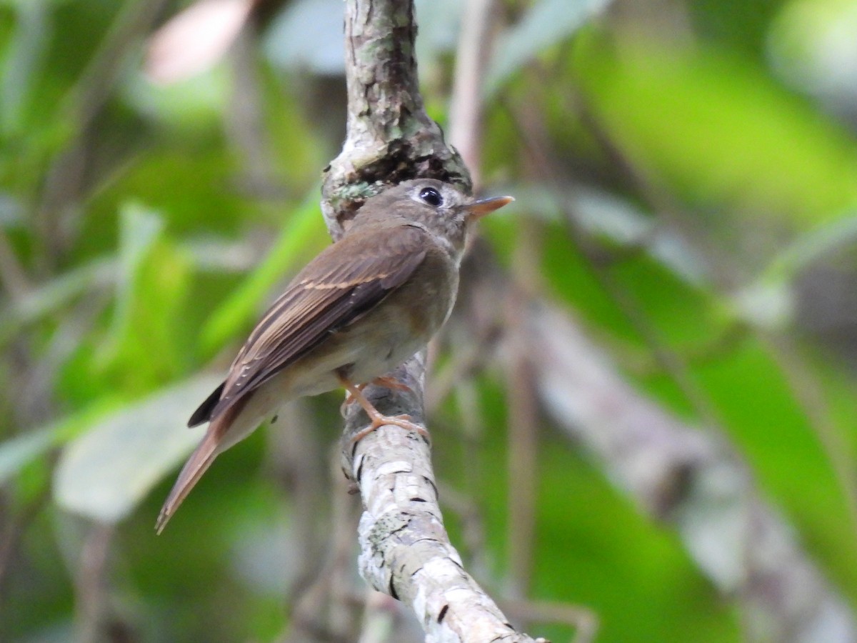 Brown-breasted Flycatcher - ML617224326