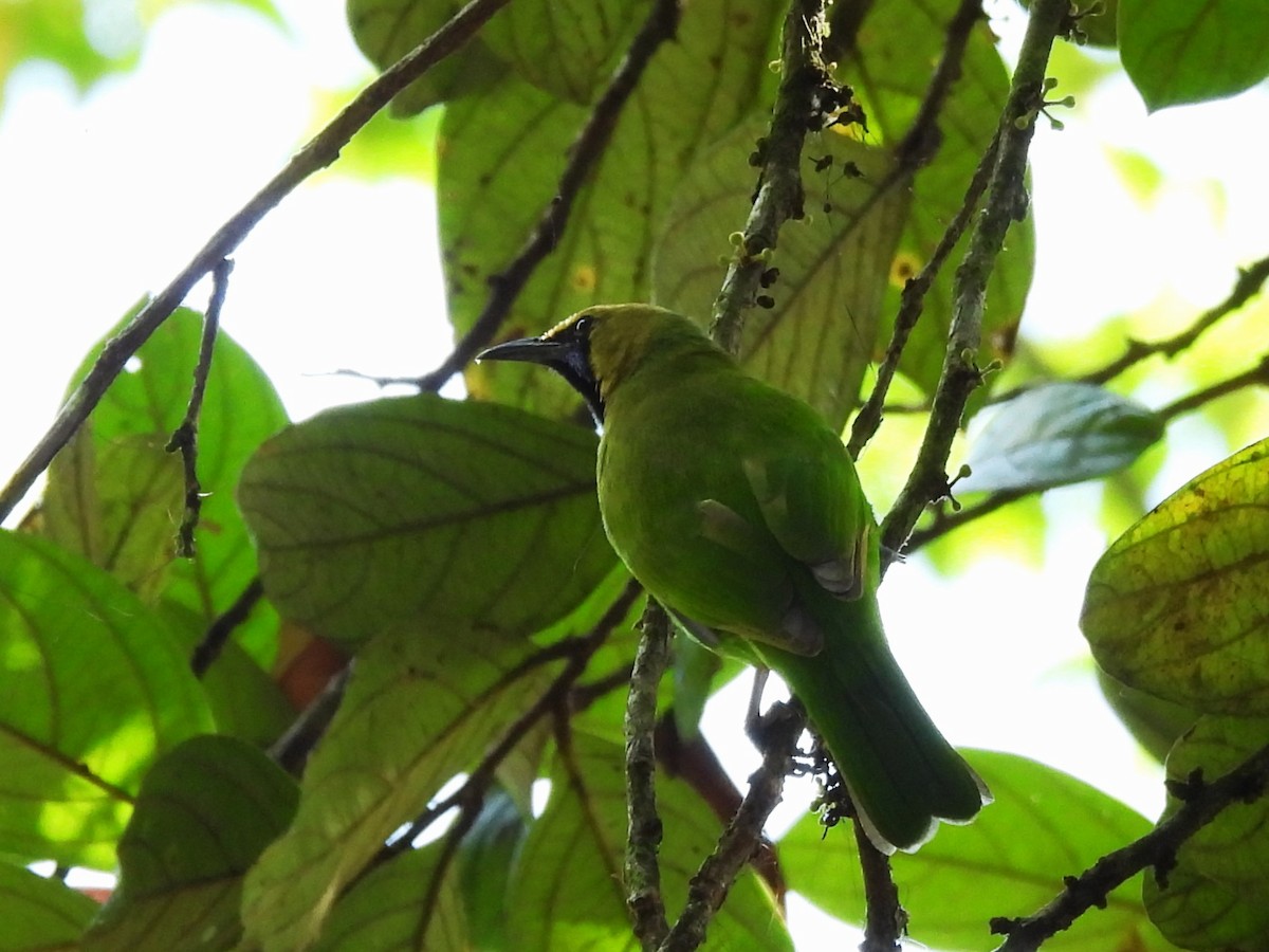 Jerdon's Leafbird - ML617224347