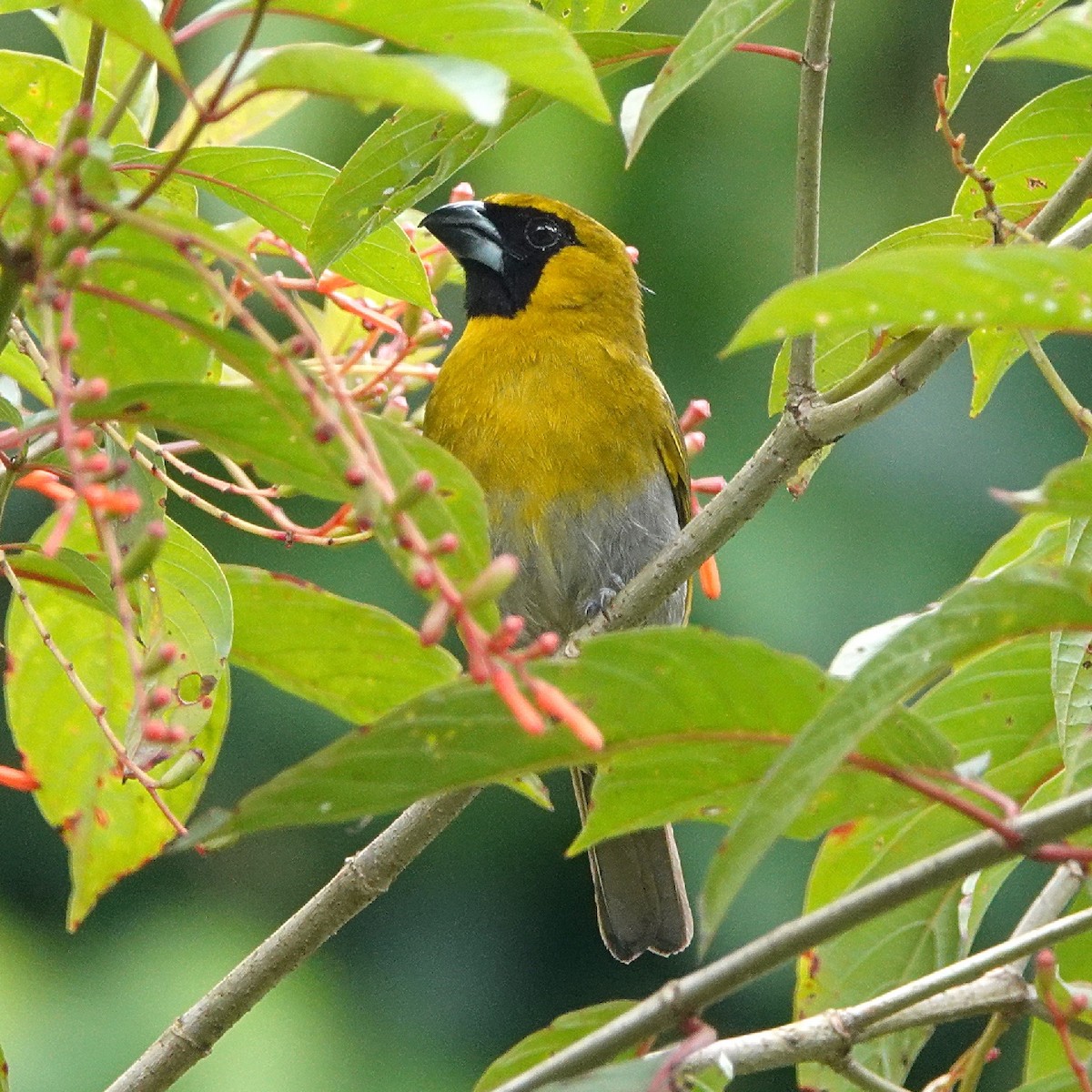 Black-faced Grosbeak - ML617224470