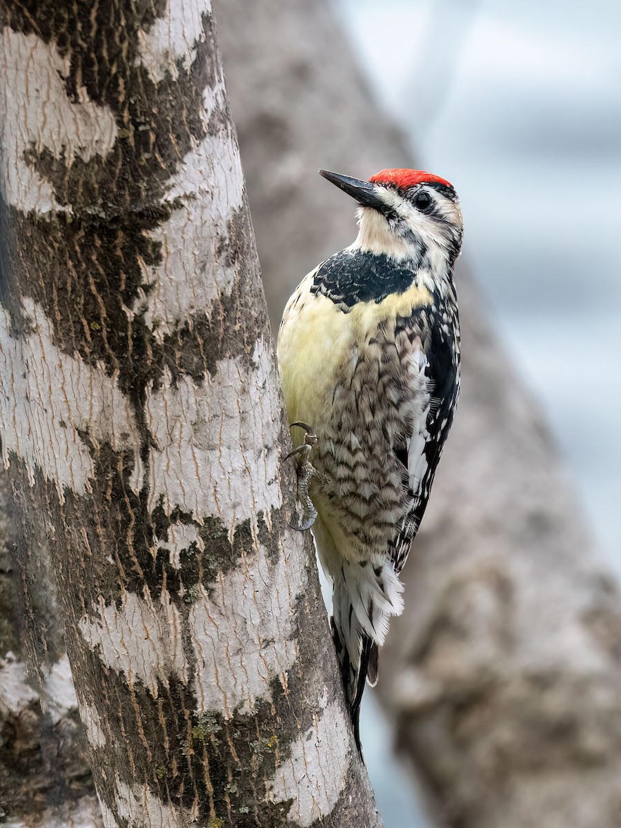 Yellow-bellied Sapsucker - ML617224472