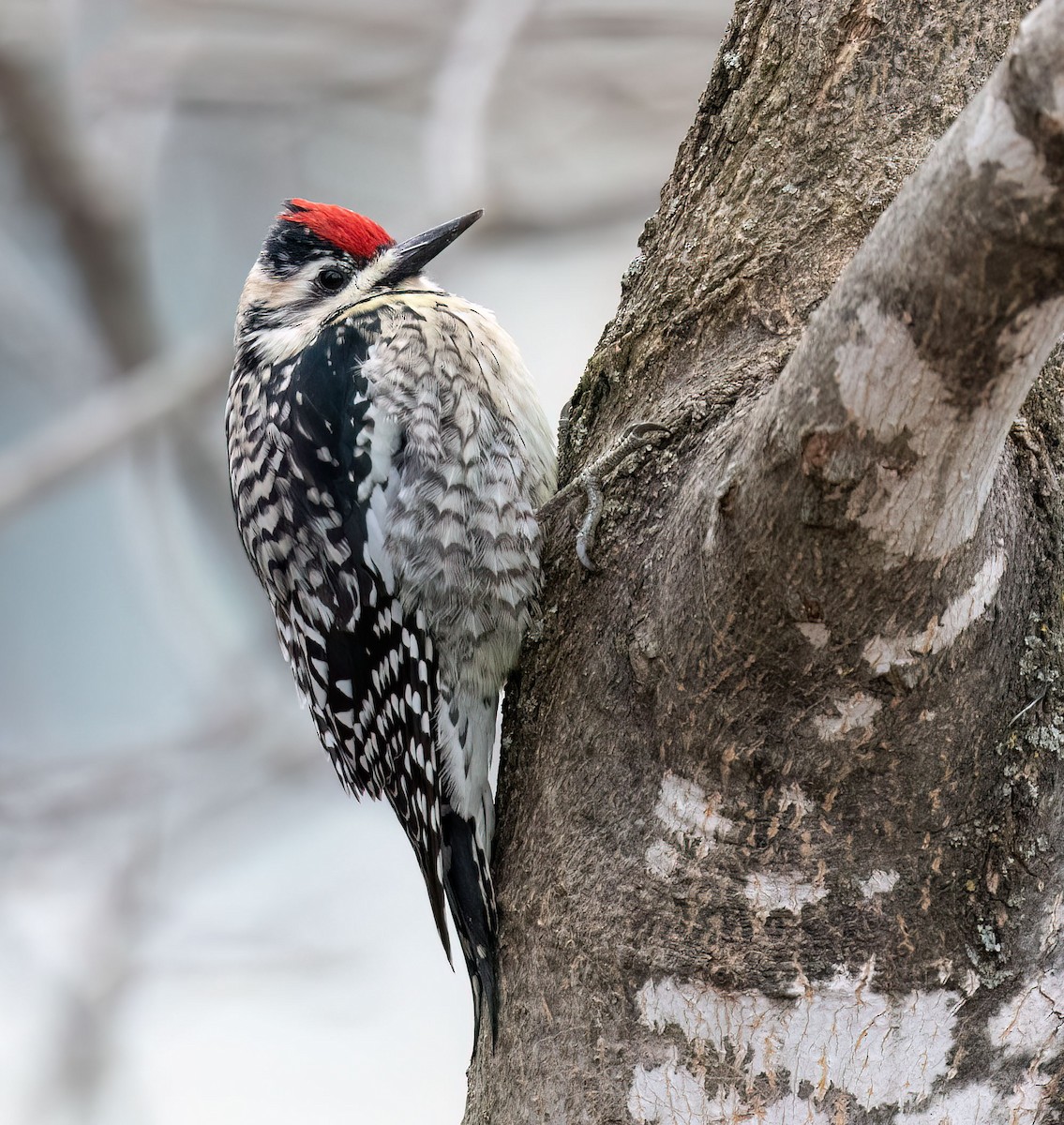 Yellow-bellied Sapsucker - ML617224474