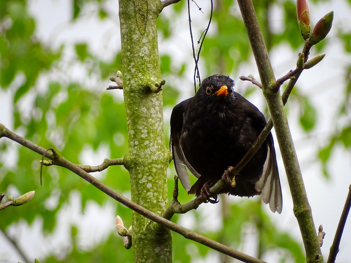 Eurasian Blackbird - ML617224483
