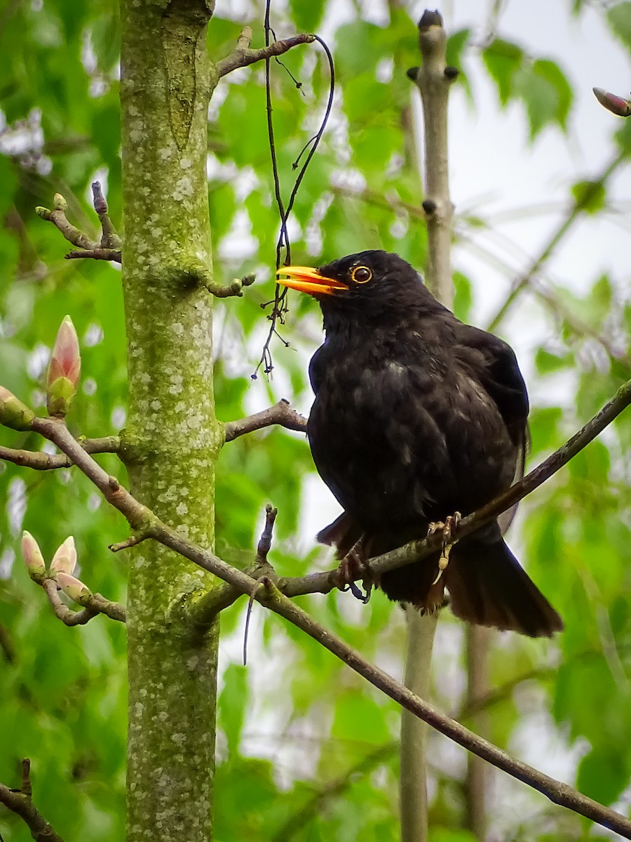 Eurasian Blackbird - ML617224484