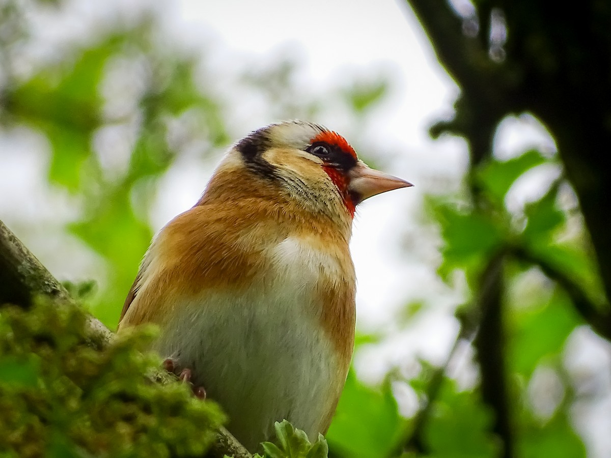 European Goldfinch - ML617224515