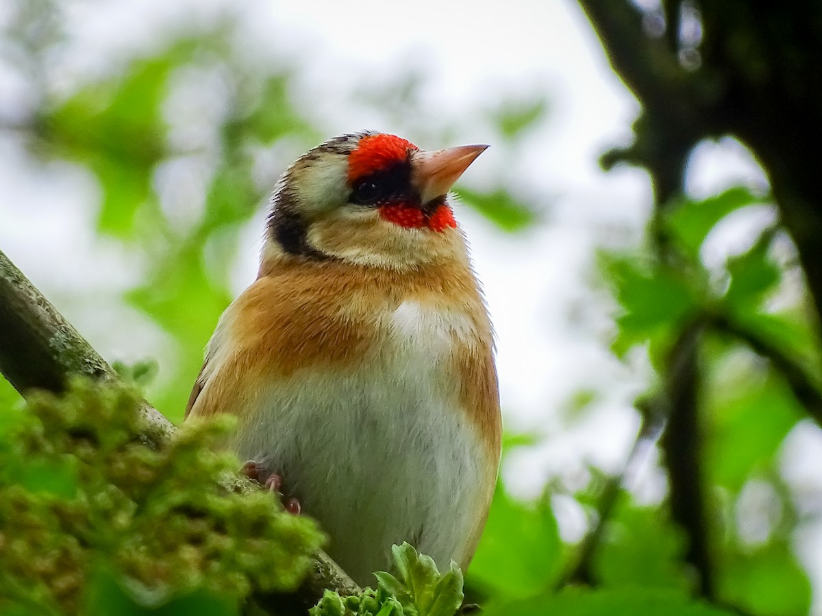 European Goldfinch - ML617224516