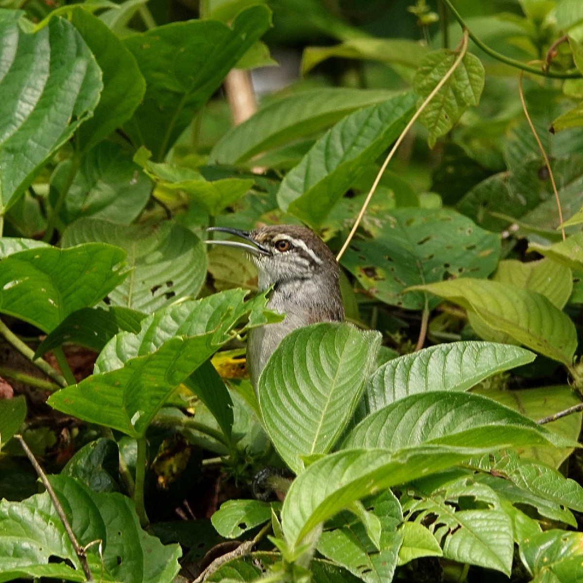 Canebrake Wren - Vince Elia