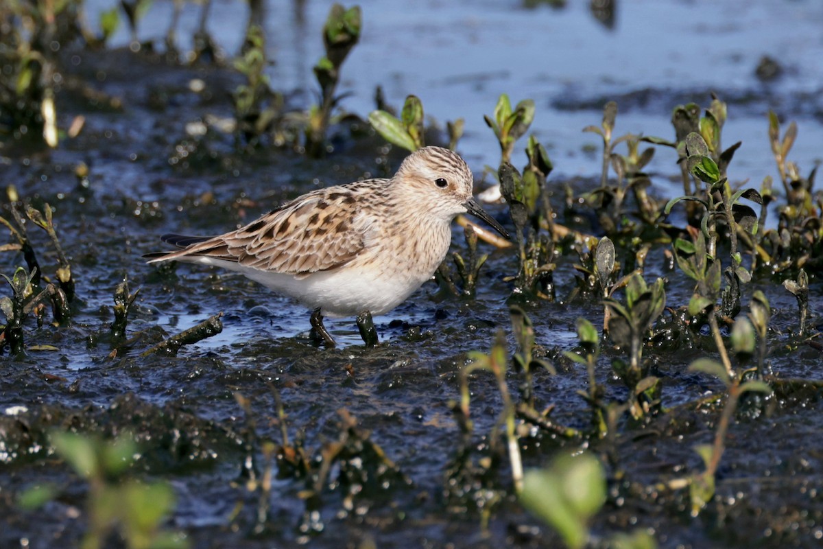 Semipalmated Sandpiper - ML617224557