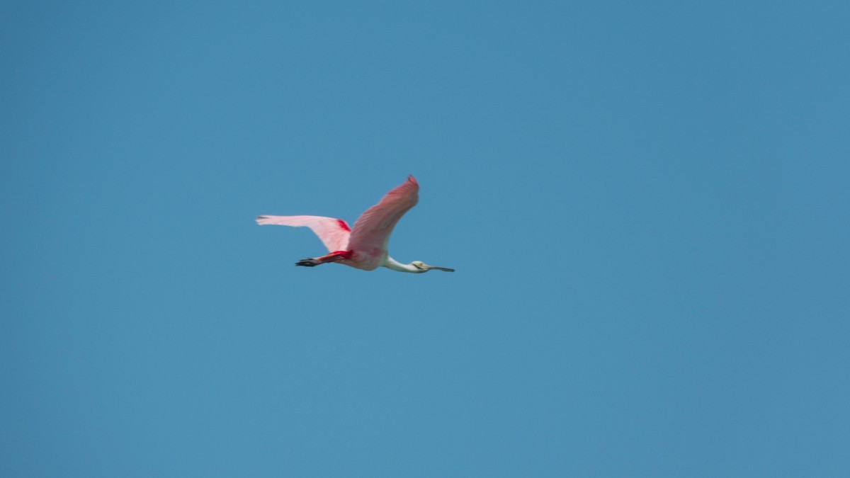 Roseate Spoonbill - ML617224568