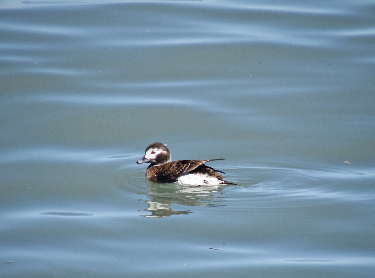 Long-tailed Duck - ML617224611