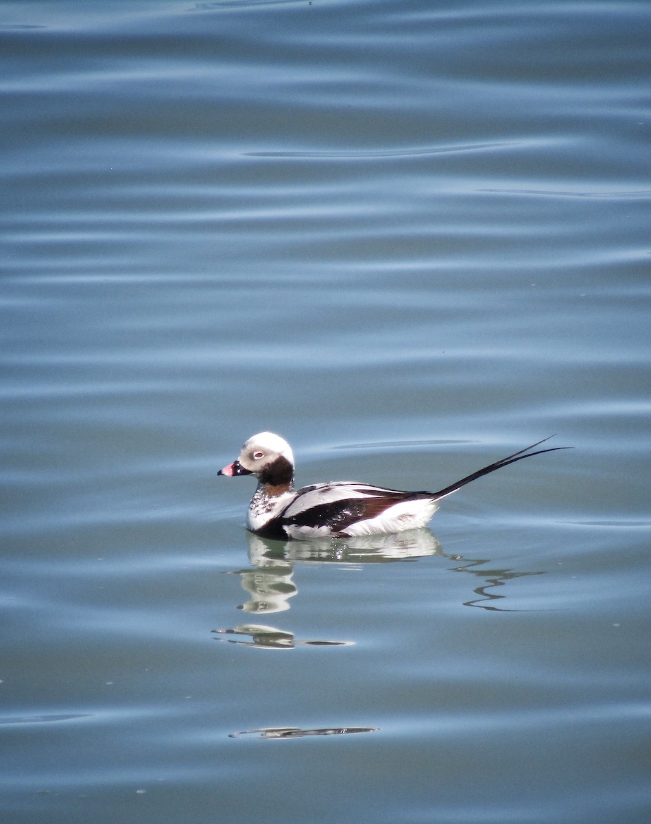 Long-tailed Duck - ML617224612