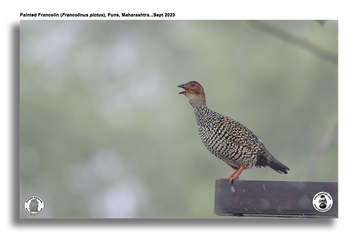 Painted Francolin - Saravanan Janakarajan