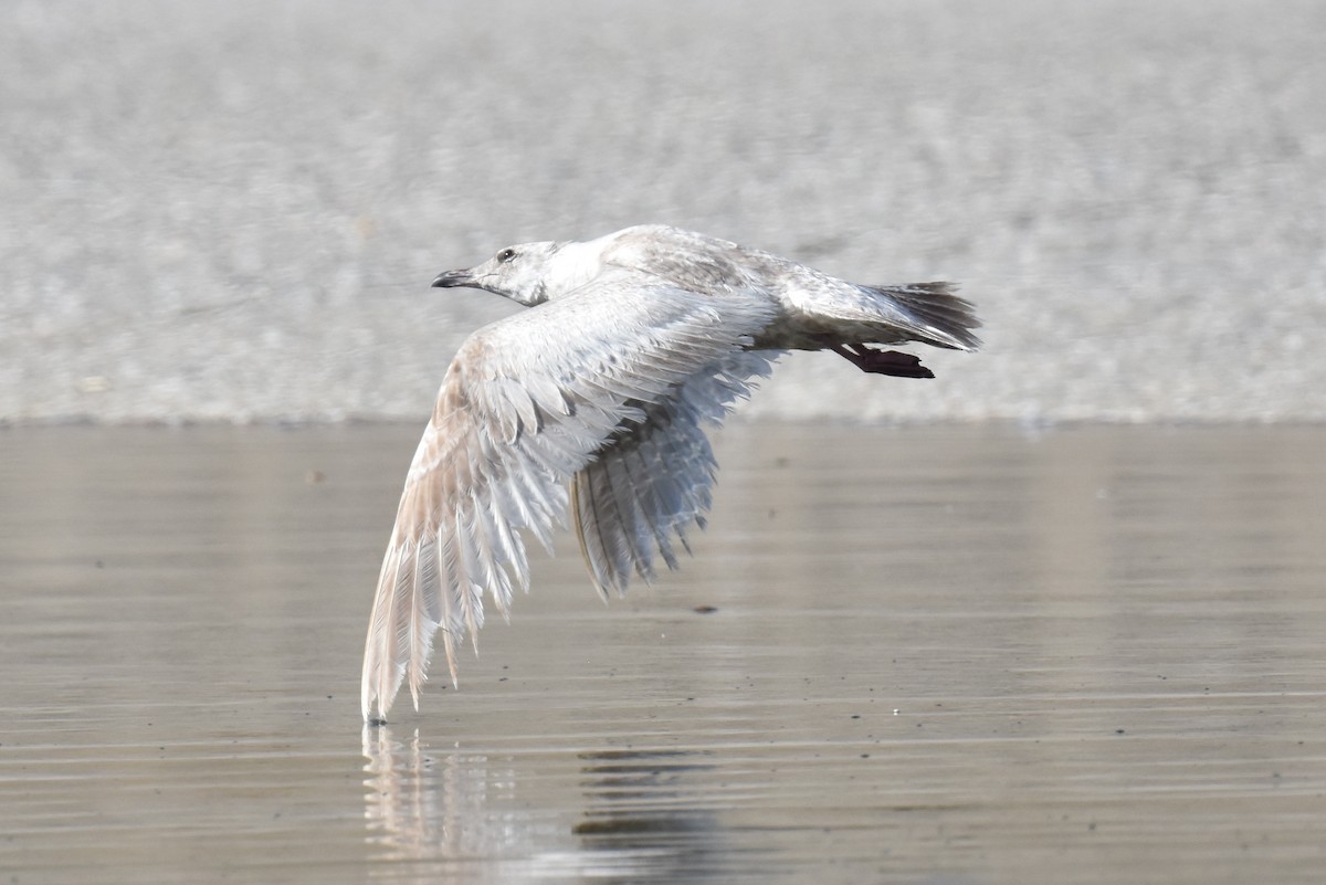 Larus sp. - ML617224643