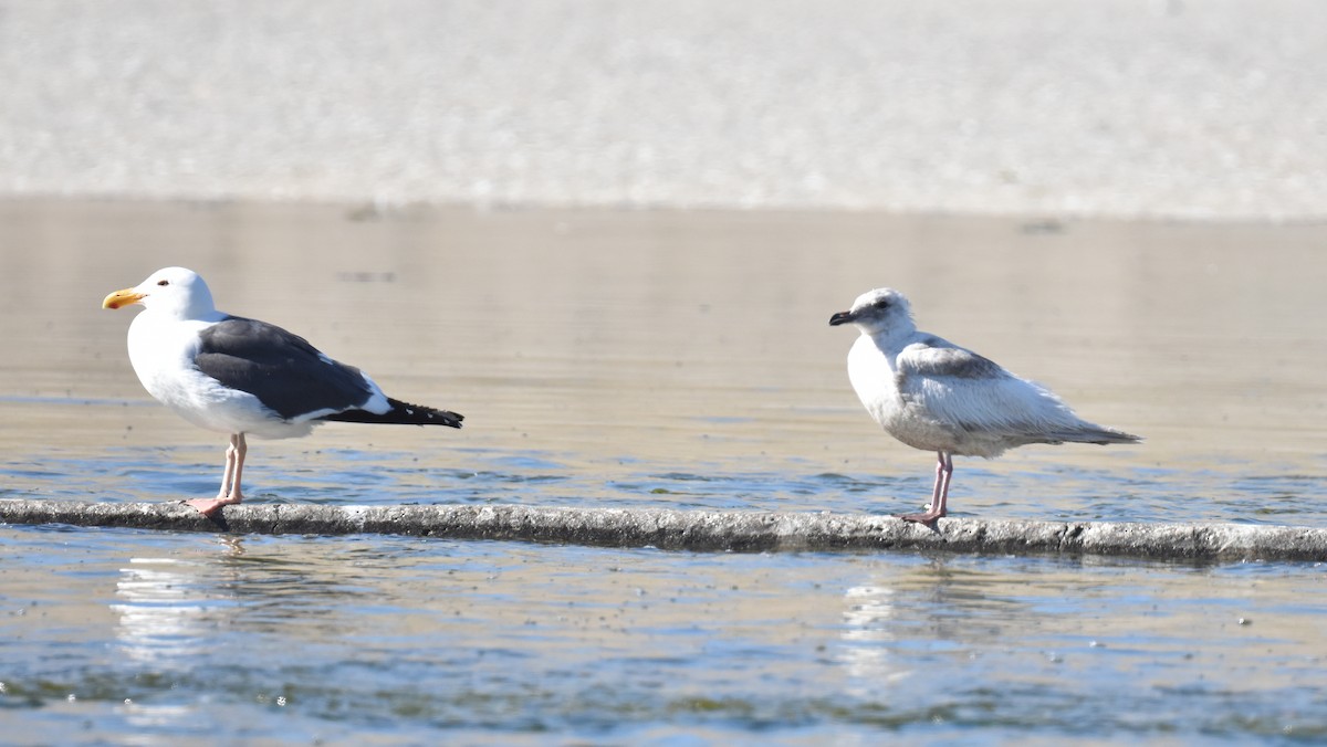 Larus sp. - ML617224646